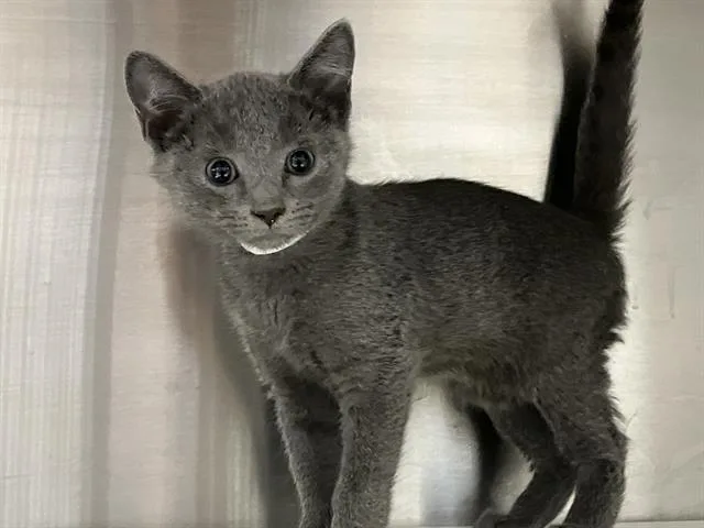A baby small-sized male Domestic Short Hair cat named Flair for adoption in Tustin, CA