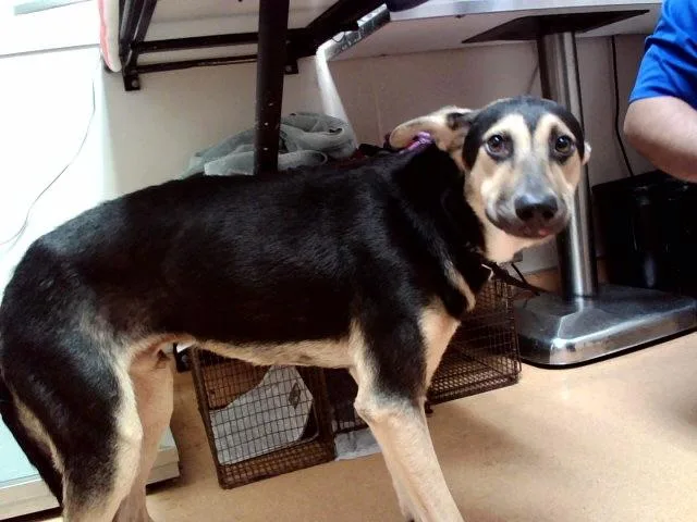 An adult medium-sized male German Shepherd Dog dog named Gumball Watterson for adoption in Martinez, CA