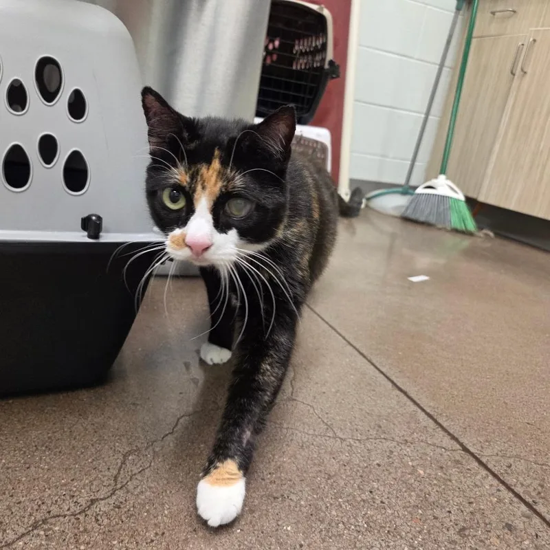 An adult large-sized female Calico Domestic Short Hair cat named Chloe for adoption in Chattanooga, TN
