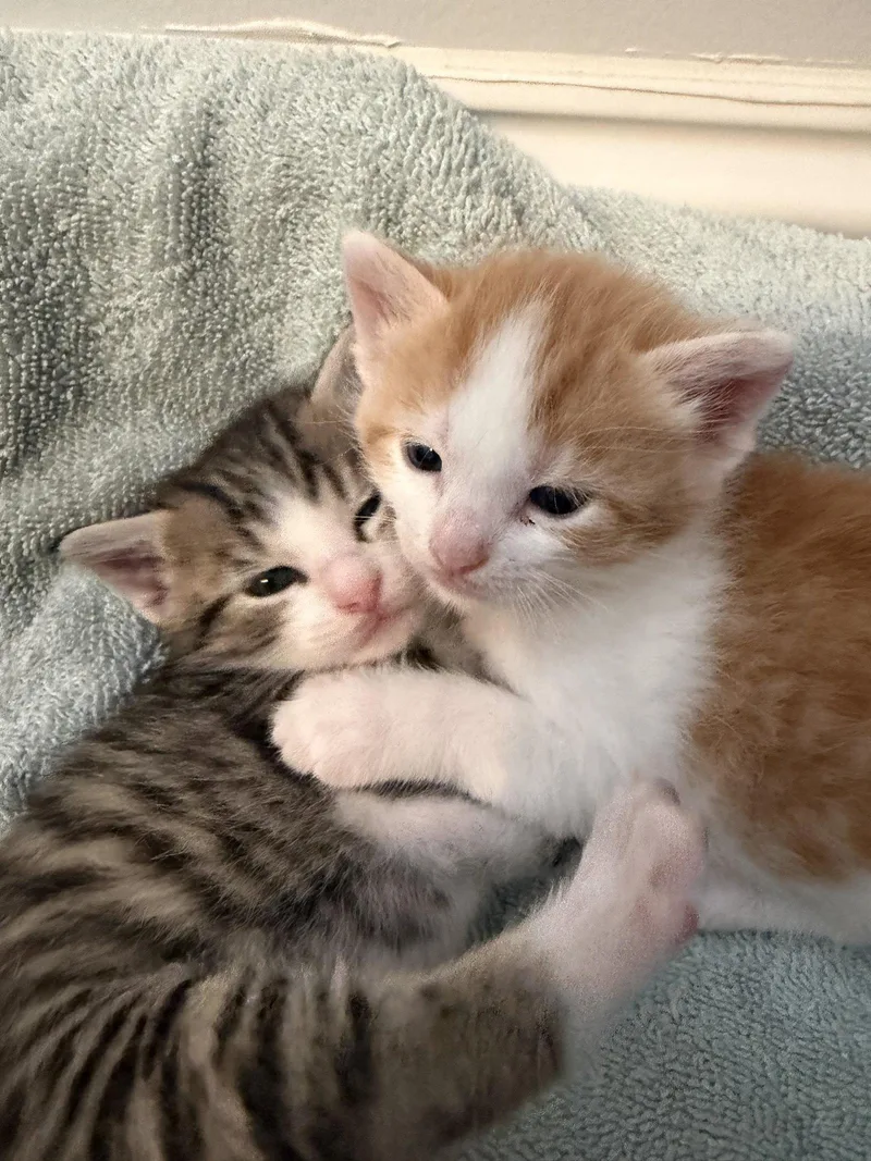 A baby medium-sized male Orange & White Domestic Short Hair cat named Tiger for adoption in Wheaton, IL