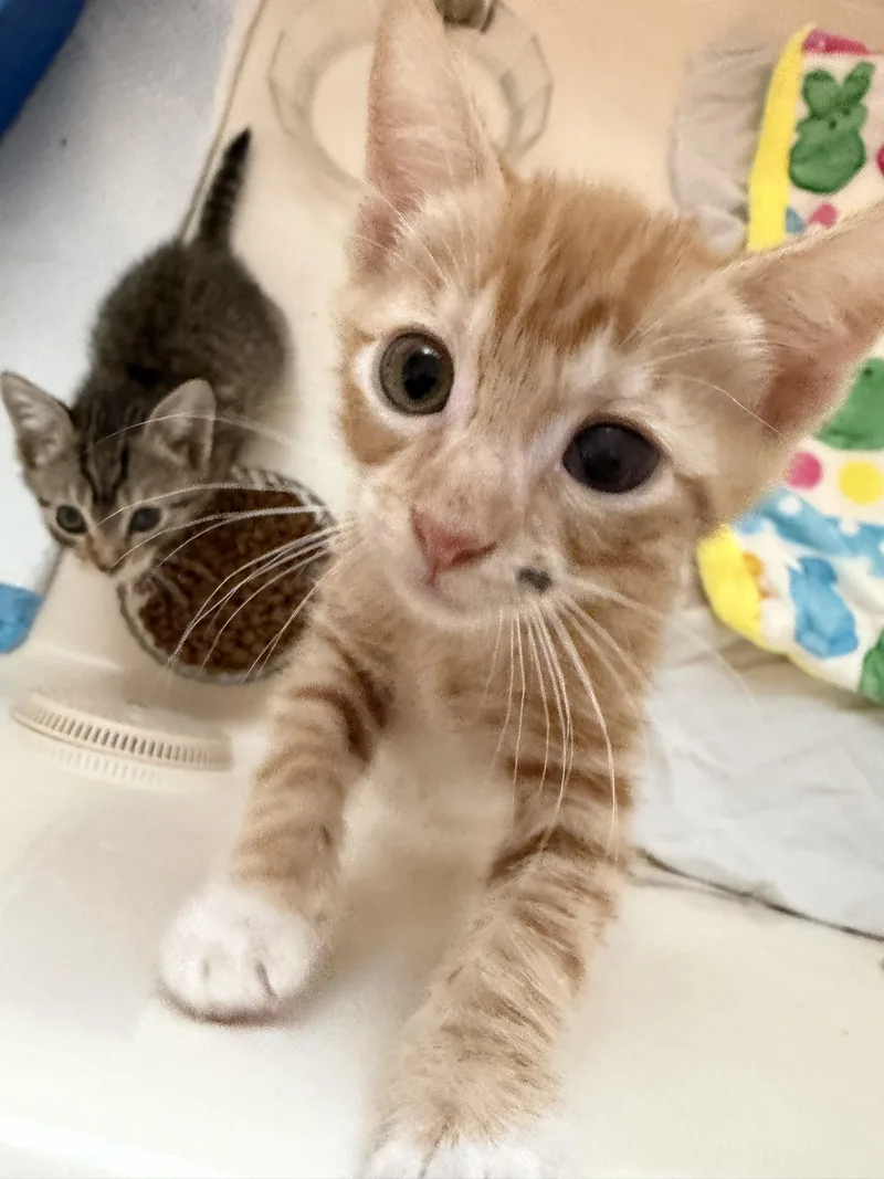 A baby small-sized male Domestic Short Hair cat named Felix for adoption in Winder, GA