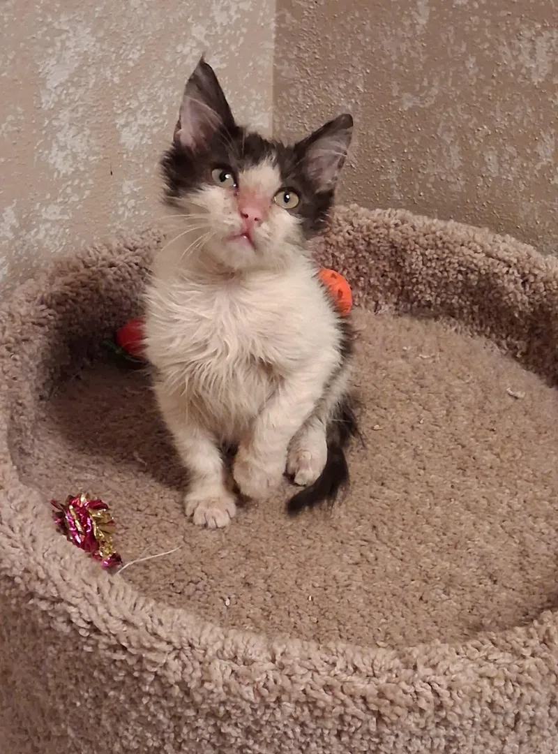 A baby small-sized male Black & White / Tuxedo Domestic Medium Hair cat named Austin for adoption in Spring Branch, TX