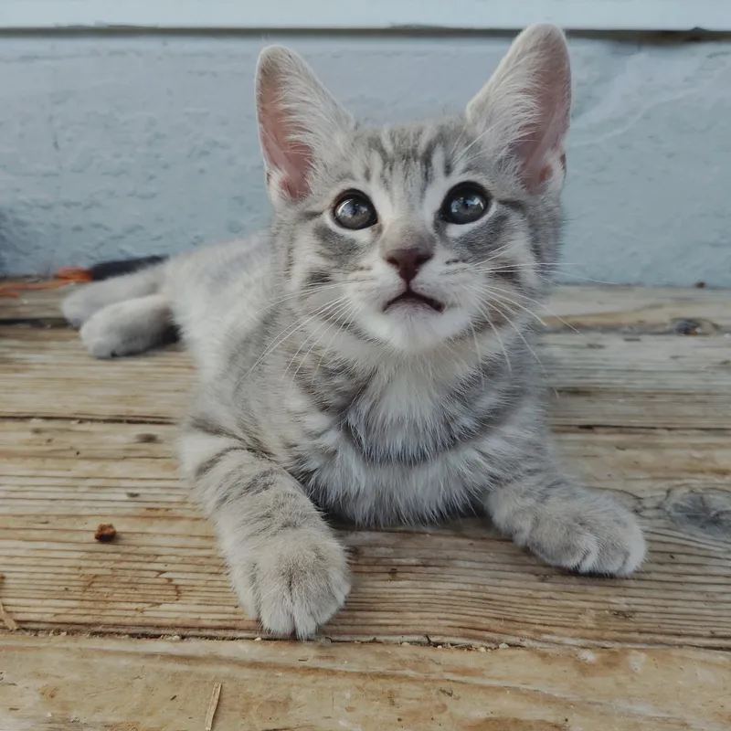 A baby medium-sized male Tabby cat named Pepe for adoption in Pinole, CA