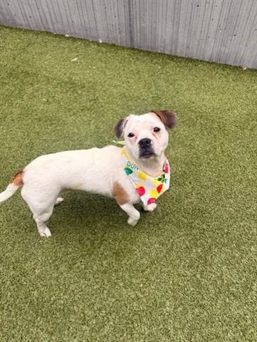 A young small-sized female Terrier dog named Nola for adoption in San Martin, CA