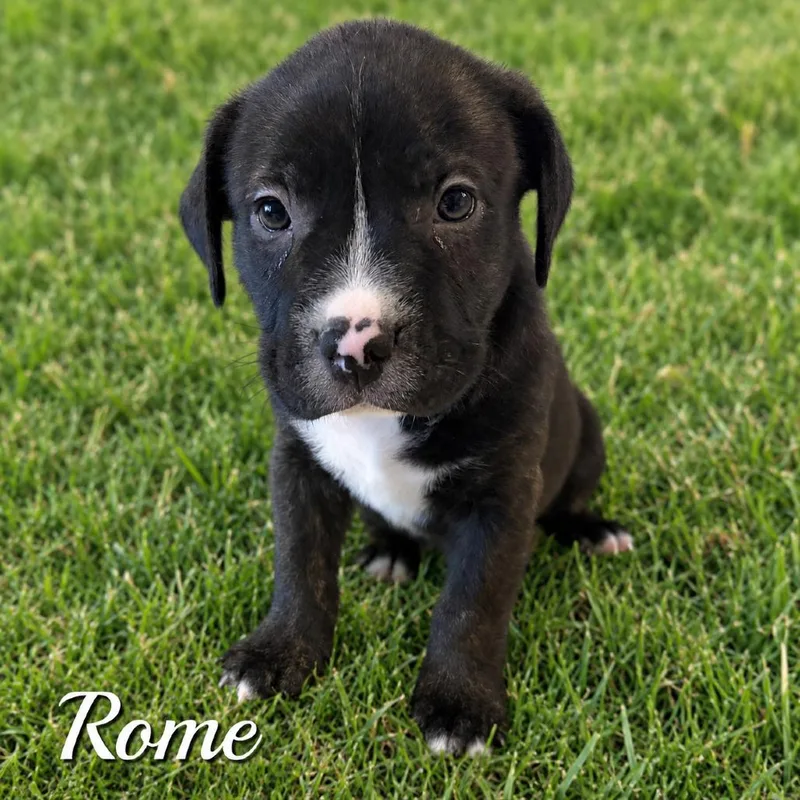 A baby small-sized male Black Pit Bull Terrier dog named Rome for adoption in Chandler, AZ