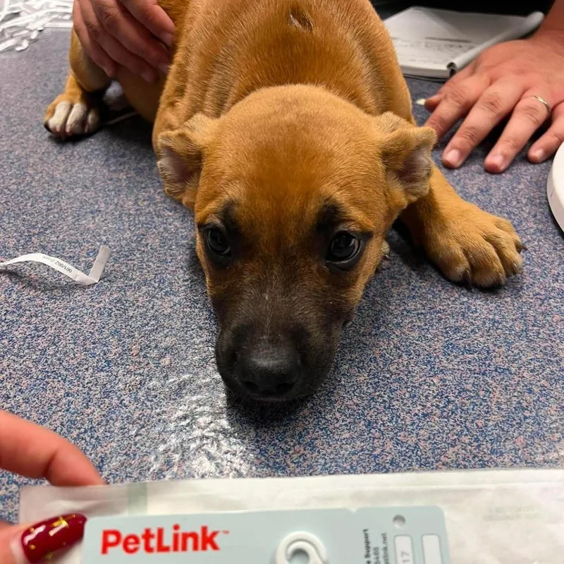 A baby small-sized female Yellow / Tan / Blond / Fawn Mixed Breed dog named Giggles for adoption in Edwardsville, IL