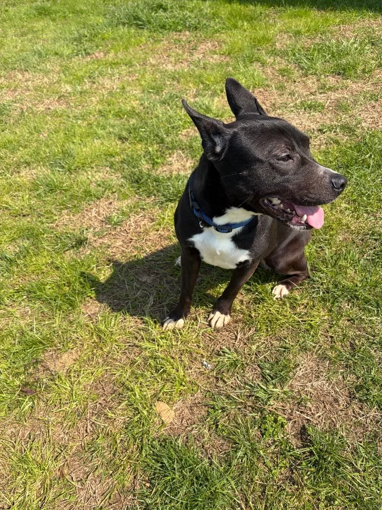 A young medium-sized female Mixed Breed dog named Lady for adoption in Gallatin, TN