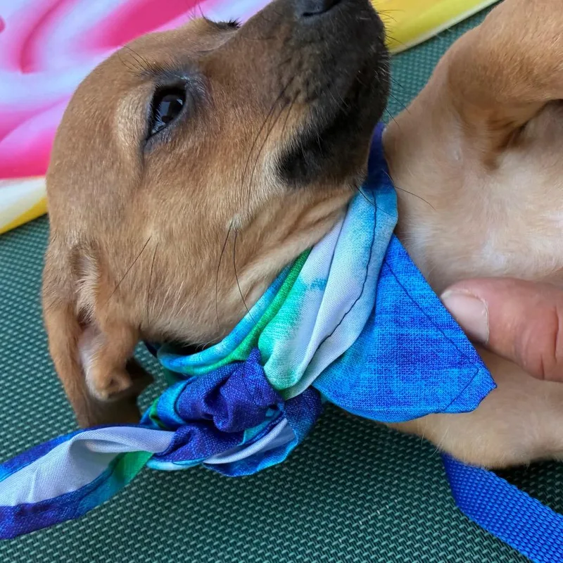 A baby small-sized female Brown / Chocolate Chihuahua dog named Rosie for adoption in Aledo, TX