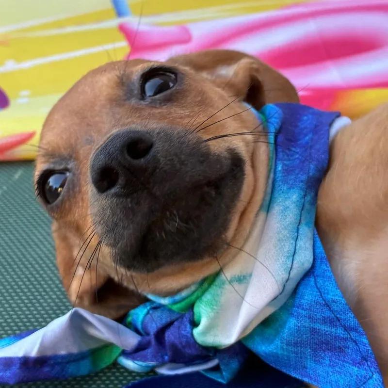 Rosie thumbnail 3