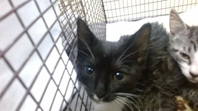 A baby small-sized female Domestic Short Hair cat named Kiwi for adoption in Miami, FL