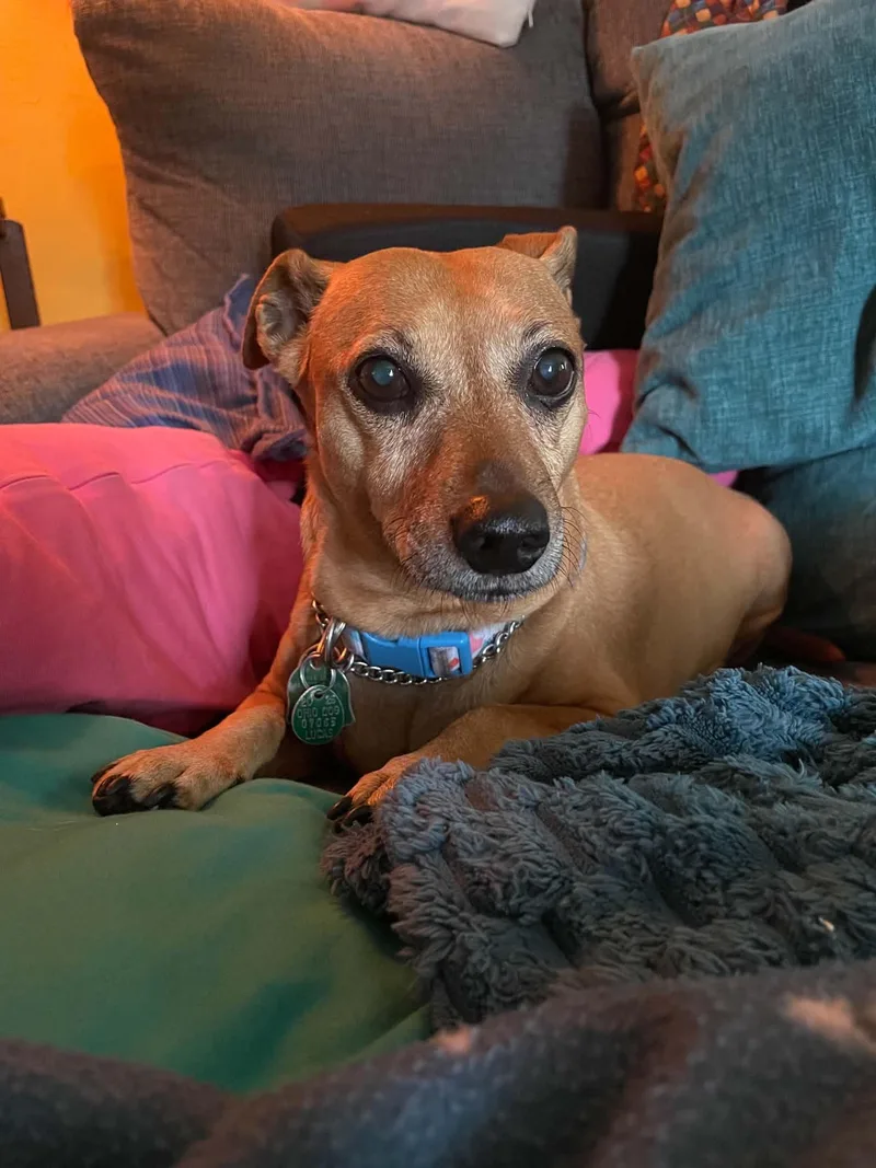 A senior small-sized female Yellow / Tan / Blond / Fawn Chiweenie dog named Ariel for adoption in Toledo, OH