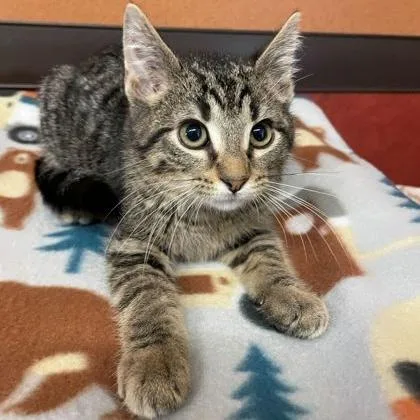 A baby small-sized male Tabby (Brown / Chocolate) Domestic Short Hair cat named Canyon for adoption in Rochester, MN