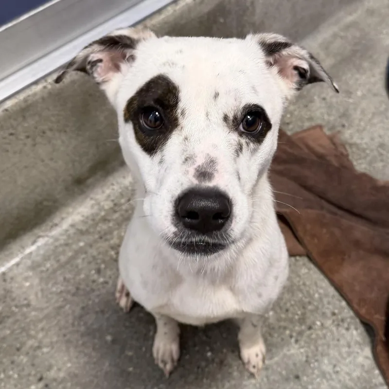 An adult medium-sized female American Staffordshire Terrier dog named Treasure for adoption in Los Angeles, CA