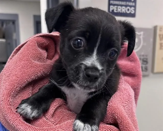A baby small-sized male Terrier dog named Tiny Tim for adoption in Olathe, KS