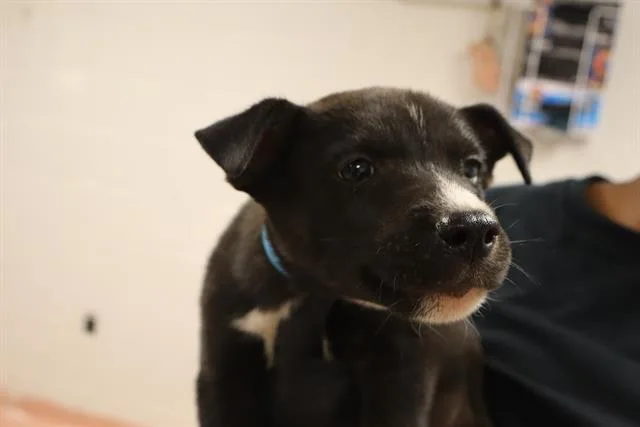 A baby small-sized male Mixed Breed dog named Ronaldo for adoption in Columbia, SC