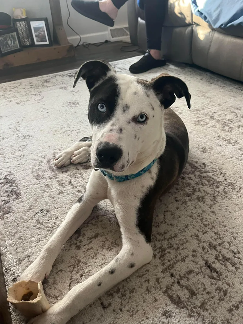 A young medium-sized male Mixed Breed dog named Yam for adoption in Highland, NY