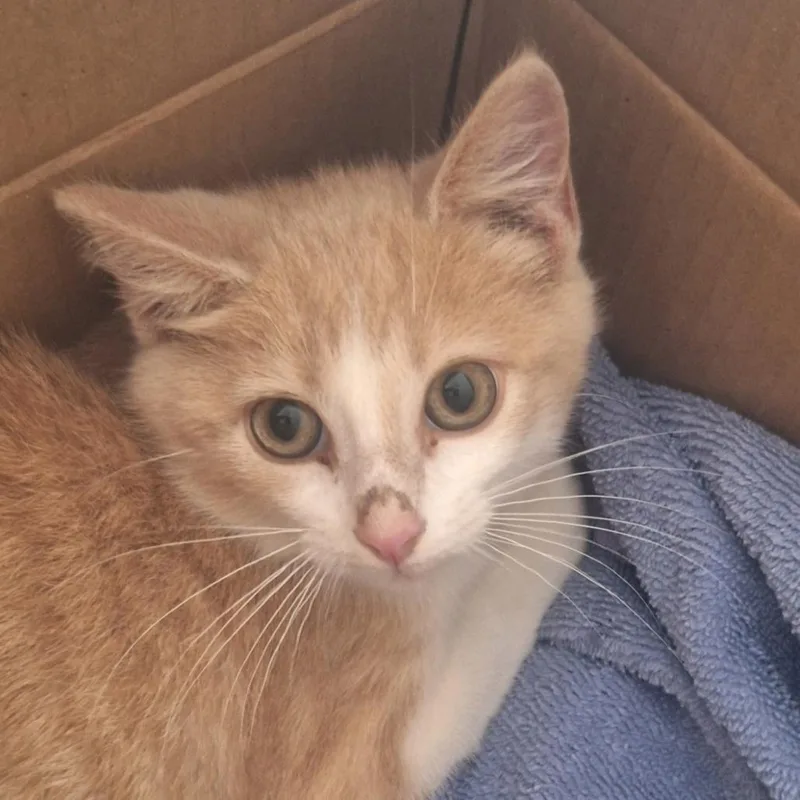A young small-sized male Orange & White Domestic Medium Hair cat named Jareth for adoption in Indiana, PA