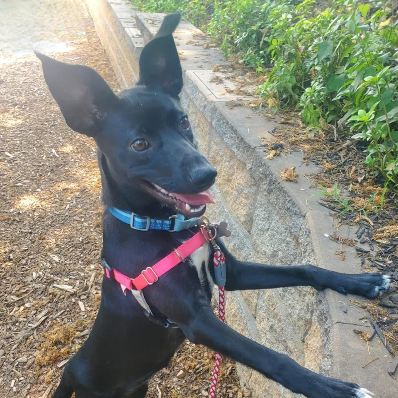 A baby medium-sized female Black Mixed Breed dog named Eve for adoption in Falls Church, VA