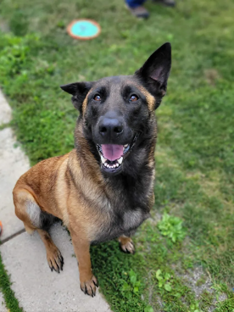 An adult large-sized female Sable Belgian Shepherd / Malinois dog named Sasha for adoption in Chambersburg, PA