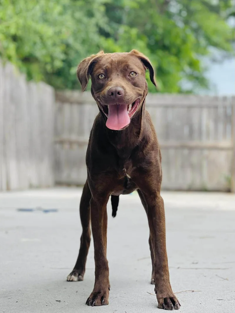 A young medium-sized male Brown / Chocolate Chocolate Labrador Retriever dog named Ac "miguel" for adoption in Conyers, GA