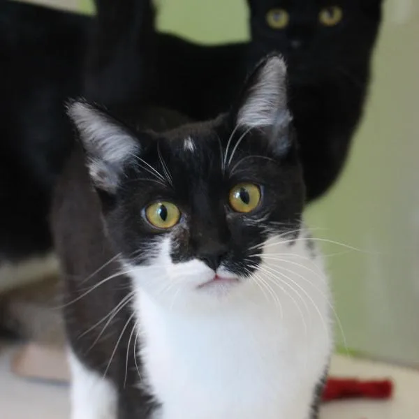 A young small-sized female Domestic Short Hair cat named Penny for adoption in Des Moines, IA