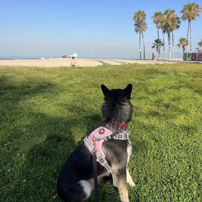 An adult medium-sized female Siberian Husky dog named Gretchen for adoption in Thousand Oaks, CA