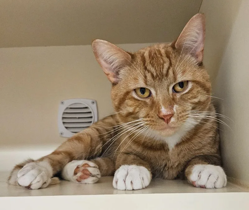 A young medium-sized male Domestic Short Hair cat named Clawhauser for adoption in Bloomington, IN