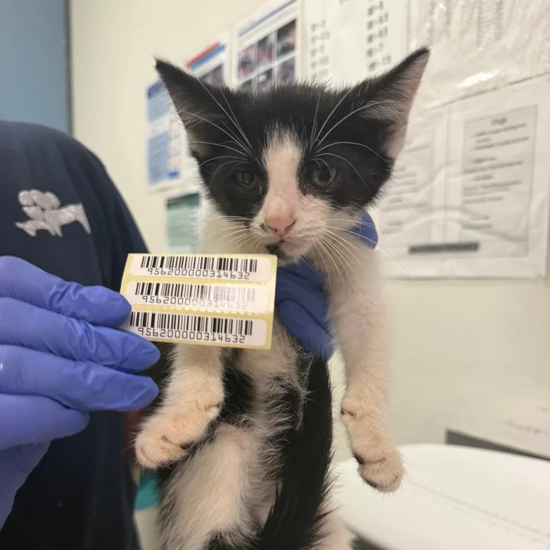 A baby small-sized male Calico Domestic Medium Hair cat named Samson for adoption in Charleston, WV
