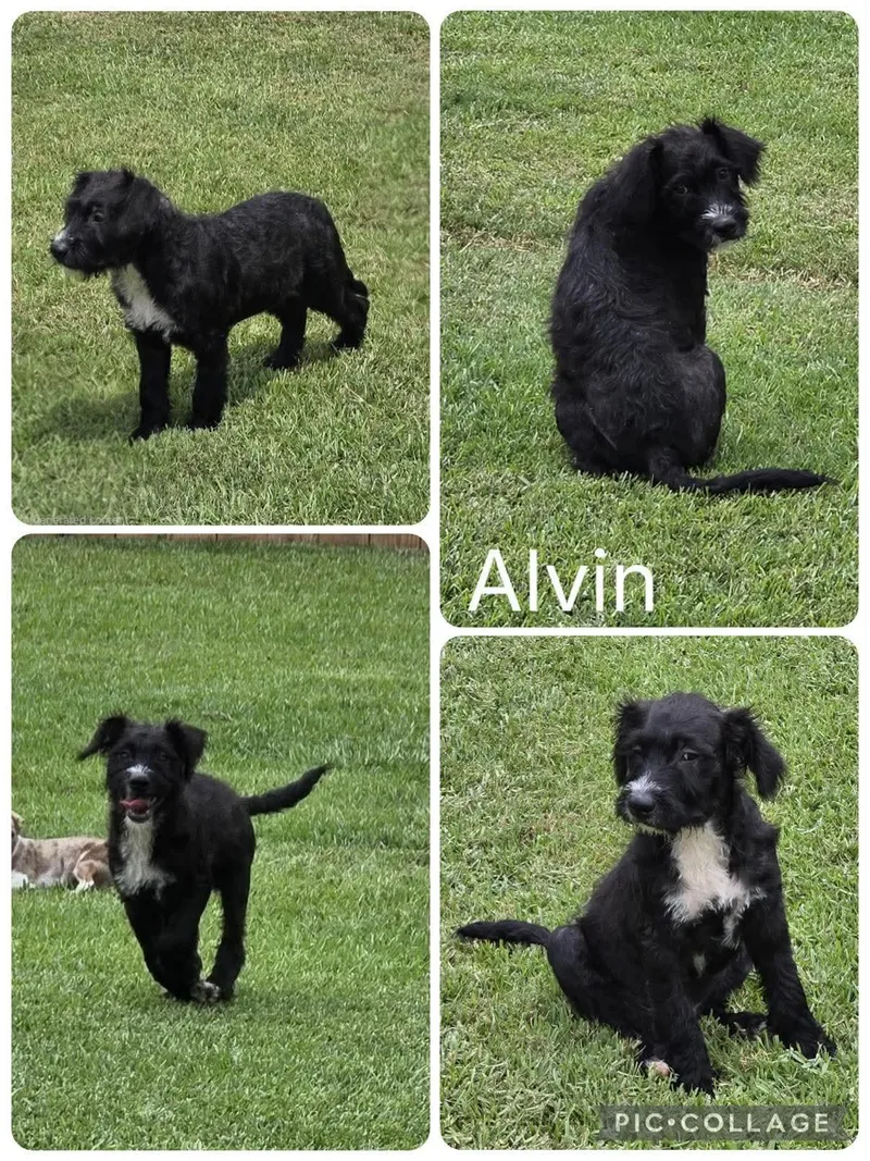 Alvin