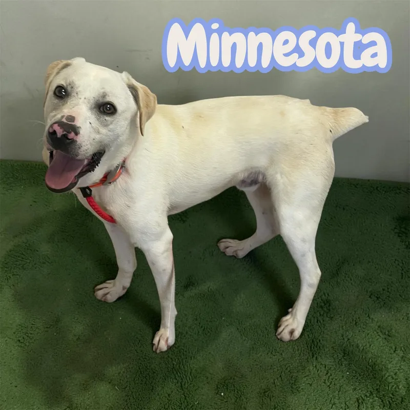 A young medium-sized male Yellow / Tan / Blond / Fawn Yellow Labrador Retriever dog named Minnesota "MiniLabrador" for adoption in Chuckey, TN