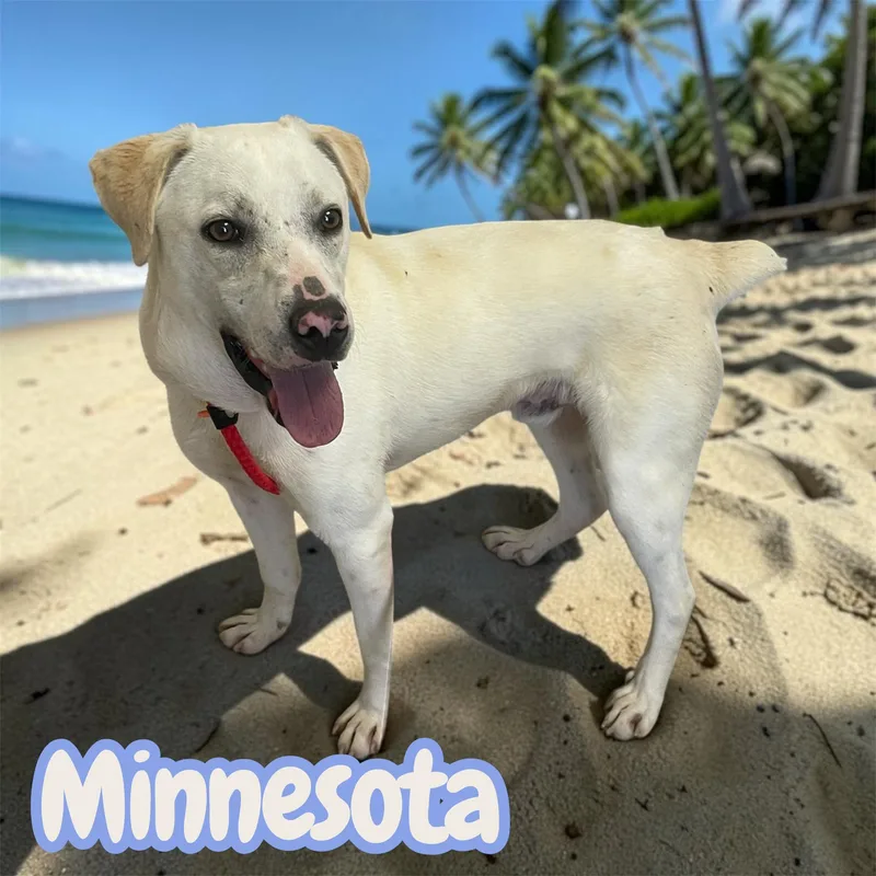 Minnesota  "MiniLabrador"  thumbnail 2