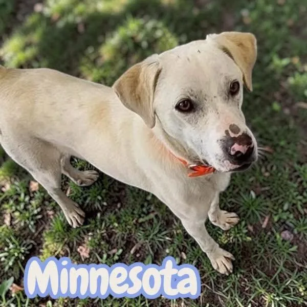 Minnesota  "MiniLabrador"  thumbnail 3