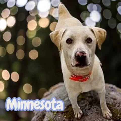 Minnesota  "MiniLabrador"  thumbnail 4