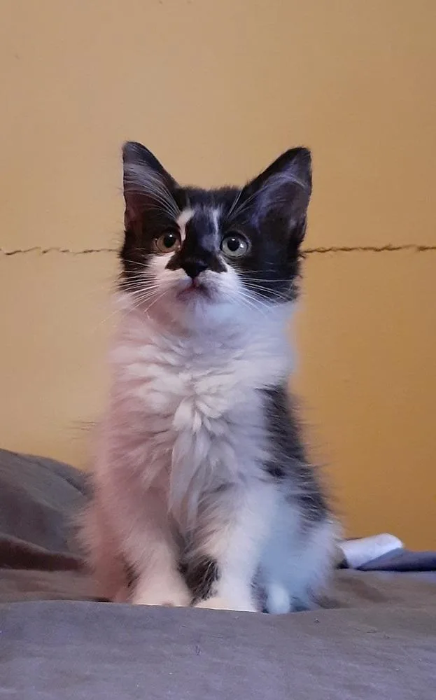 A baby small-sized female Black & White / Tuxedo Domestic Long Hair cat named Zyrtec for adoption in Dallas, TX