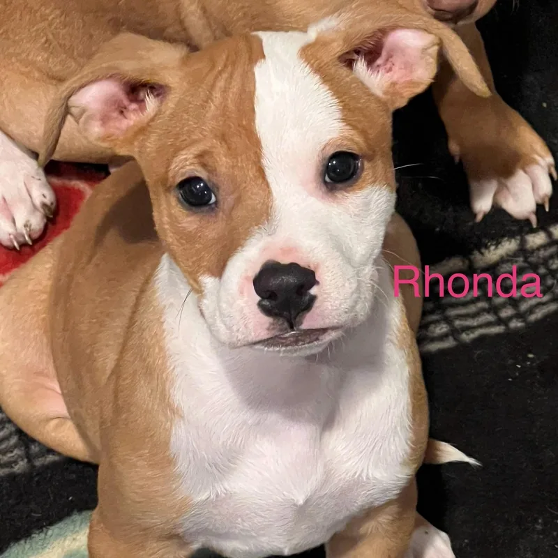 A baby medium-sized female Golden Mixed Breed dog named Rhonda for adoption in Davisburg, MI