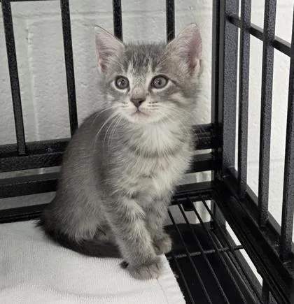 A baby medium-sized female Domestic Short Hair cat named Paulina Wiley for adoption in West Memphis, AR