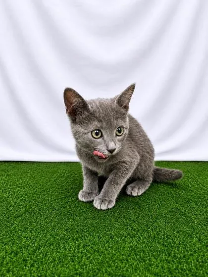 A baby small-sized female Domestic Short Hair cat named Sinon for adoption in Covington, LA