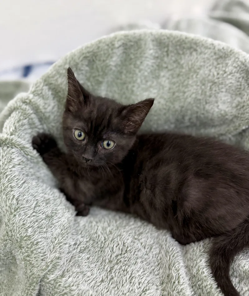 A baby small-sized male Black Domestic Short Hair cat named Sprout for adoption in Sonora, CA