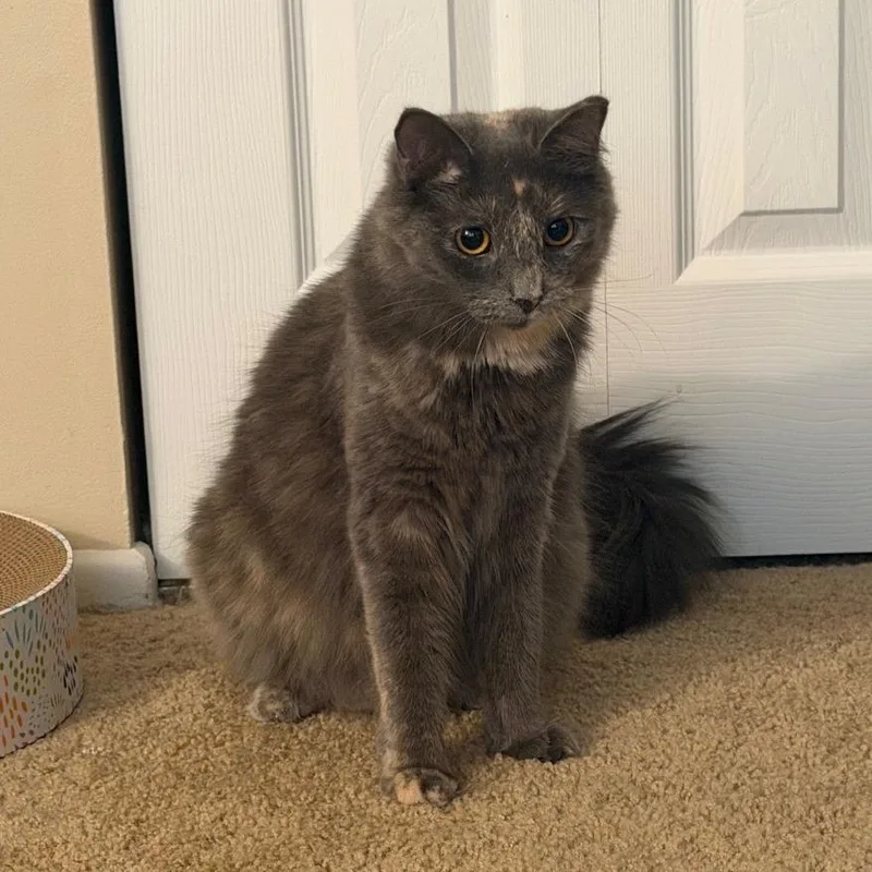 A young medium-sized female Tortoiseshell Domestic Short Hair cat named Persephone for adoption in Gibsonia, PA