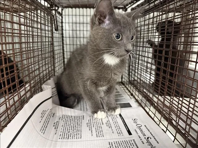 A baby medium-sized male Domestic Short Hair cat named A for adoption in Van Nuys, CA