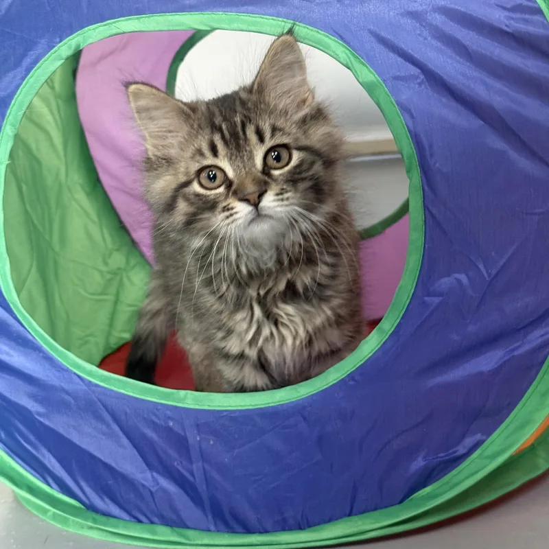 A baby medium-sized male Domestic Medium Hair cat named Wade for adoption in Big Rapids, MI