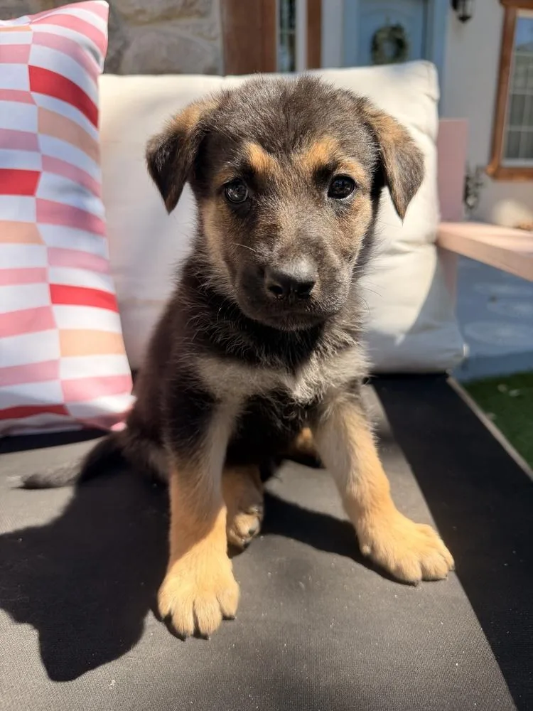A baby large-sized male Black German Shepherd Dog dog named Barry for adoption in Pleasant Hill, CA