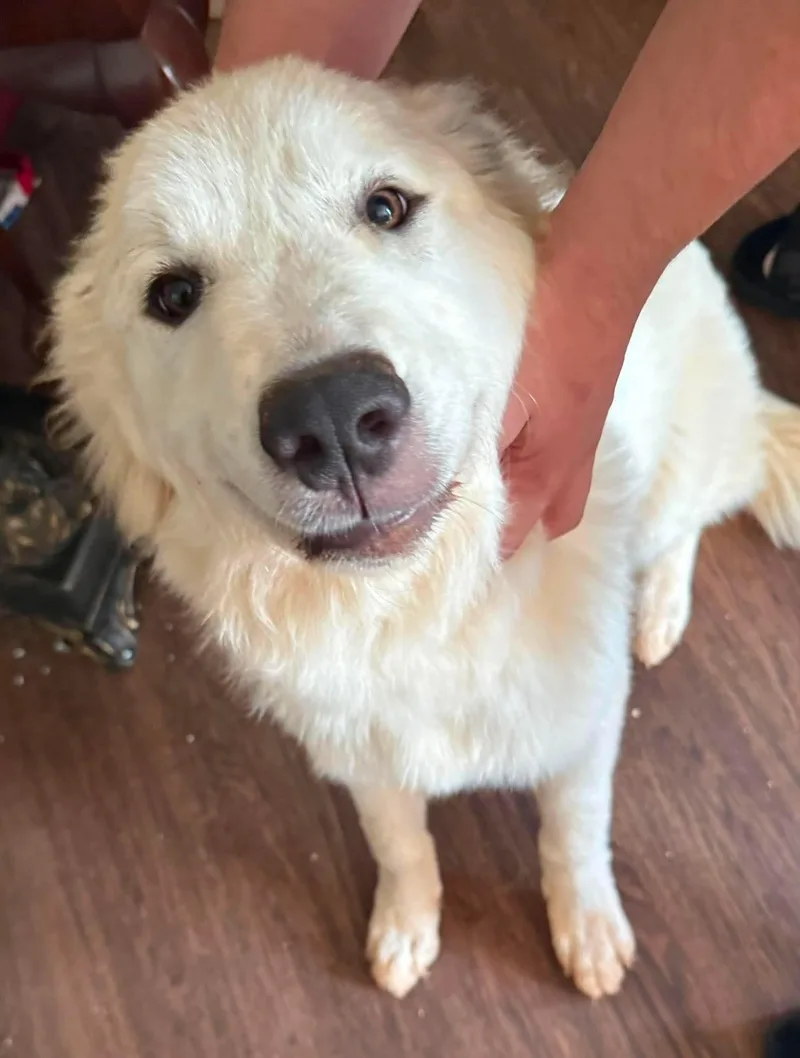 A young large-sized female Great Pyrenees dog named Georgie Girl for adoption in Lake Wylie, SC