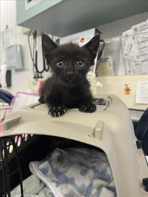 A baby small-sized male Domestic Short Hair cat named Treat for adoption in Woodland, CA