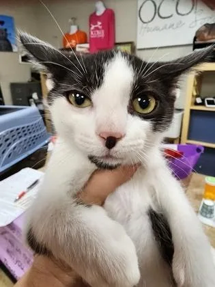 A baby small-sized female Domestic Short Hair cat named Nora $ for adoption in Seneca, SC