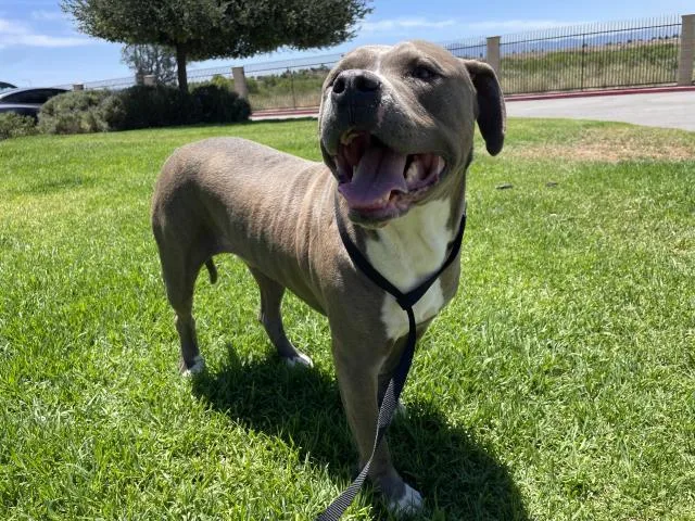 An adult large-sized male Pit Bull Terrier dog named Nathan for adoption in Riverside, CA