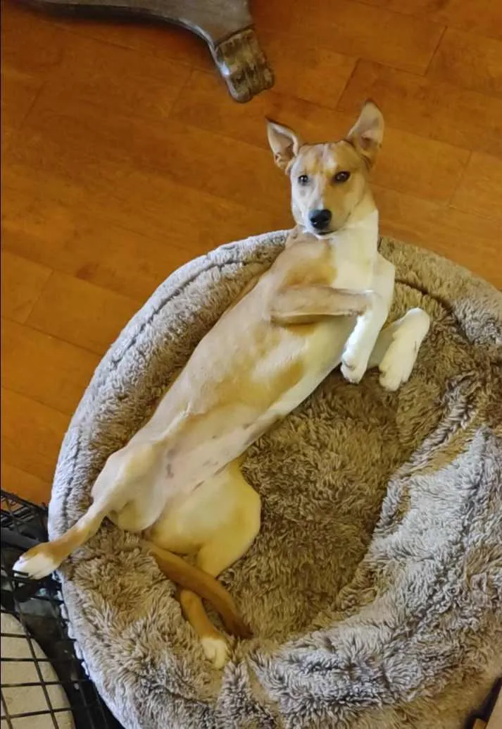 A young medium-sized female Golden Collie dog named Louise for adoption in Seguin, TX