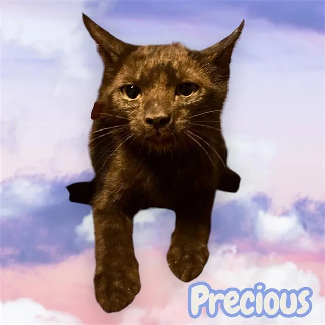 A baby small-sized female Domestic Short Hair cat named Precious for adoption in Visalia, CA