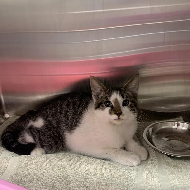 A baby small-sized male White Domestic Short Hair cat named Face Time for adoption in Morganton, NC