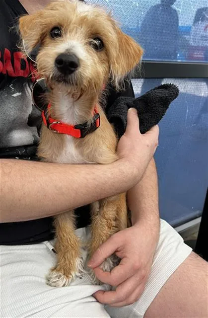 A baby medium-sized male Mixed Breed dog named Ozzy for adoption in Dallas, TX